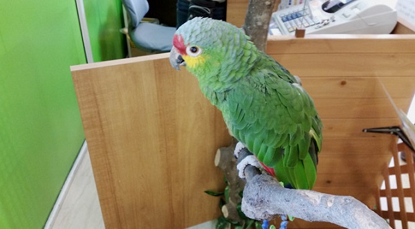 f:id:osakaneta:20170512163046j:plain f:id:osakaneta:20170512163046j:plain