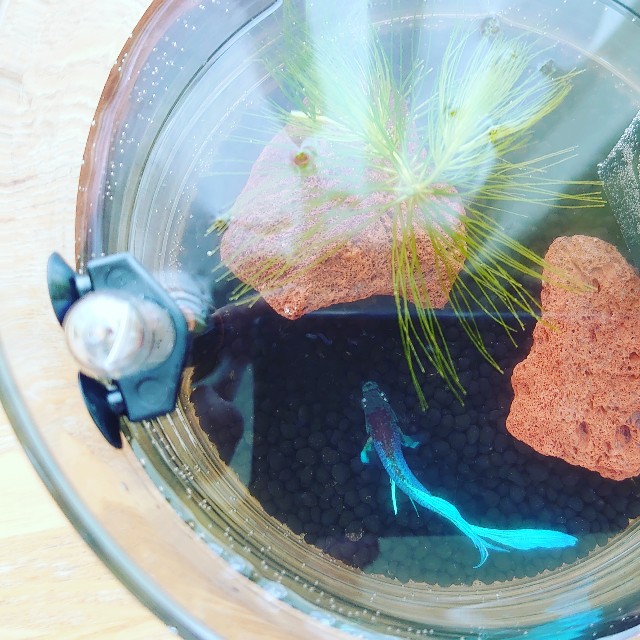 駄文 我が家にベタをお迎え Osaka N Blog