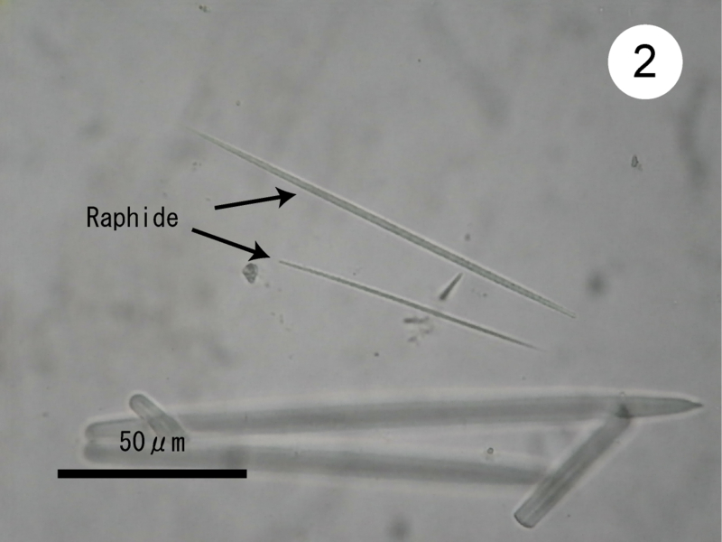田倉崎の追加種 大阪湾海岸生物研究会のブログ