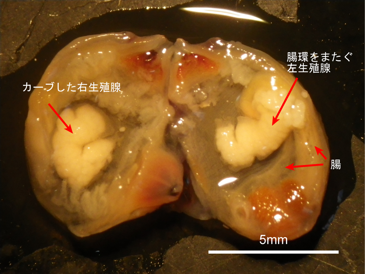 f:id:osakawan:20190815135241j:plain f:id:osakawan:20190815135241j:plain