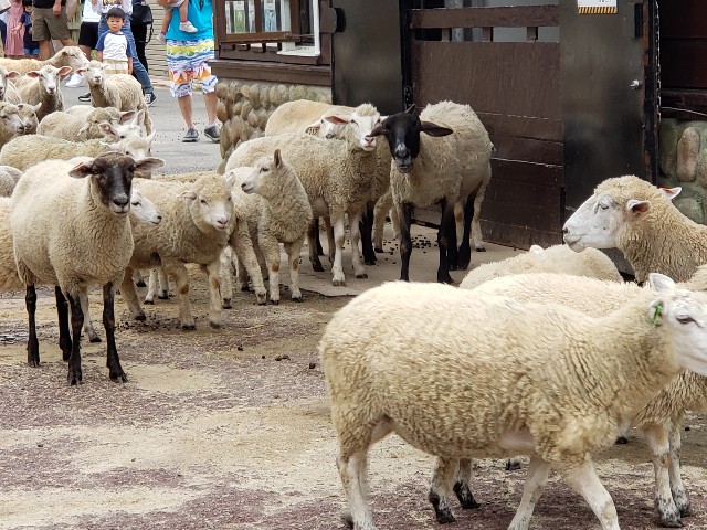 f:id:osake_nomitai:20200713041606j:image f:id:osake_nomitai:20200713041606j:image