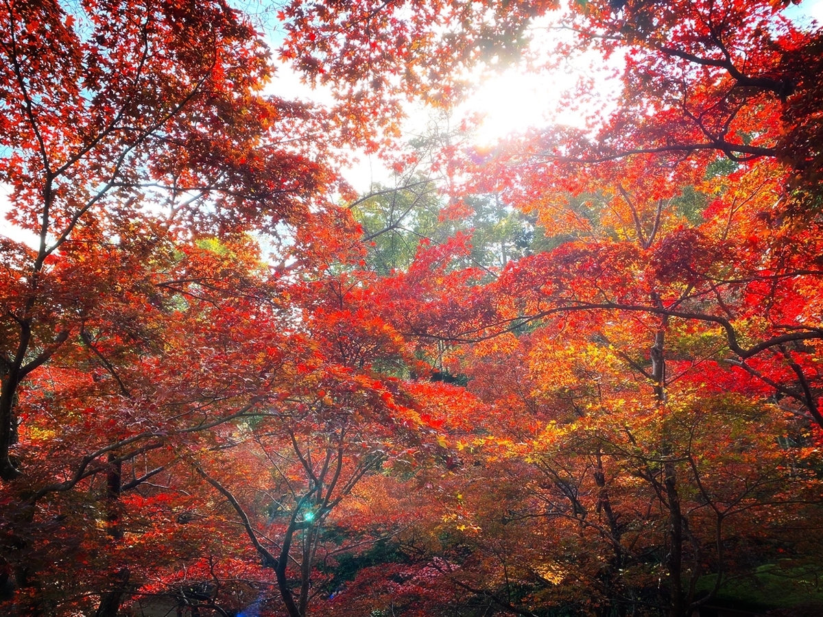 f:id:osakechan:20191121153629j:plain