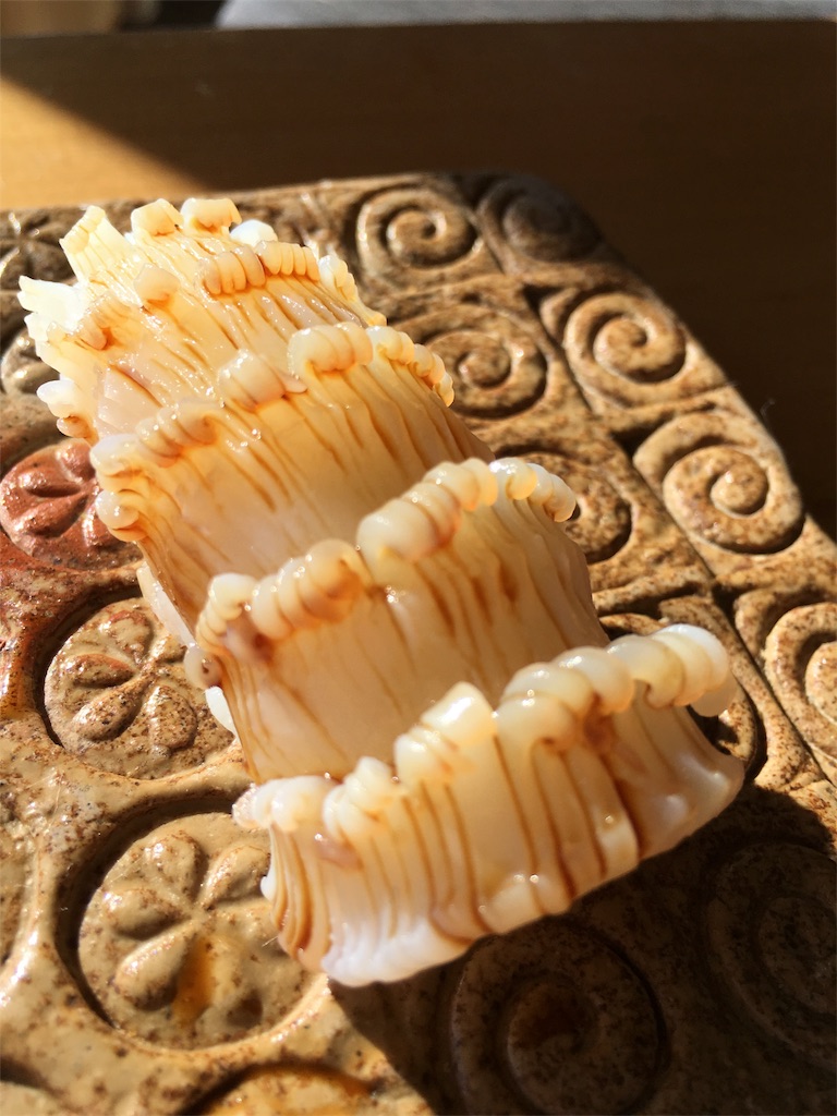 f:id:osakezukideotakunaocchan:20170114084051j:image f:id:osakezukideotakunaocchan:20170114084051j:image