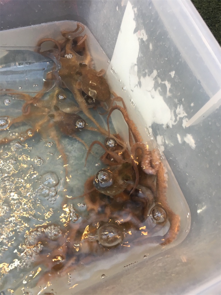 f:id:osakezukideotakunaocchan:20180430193246j:image