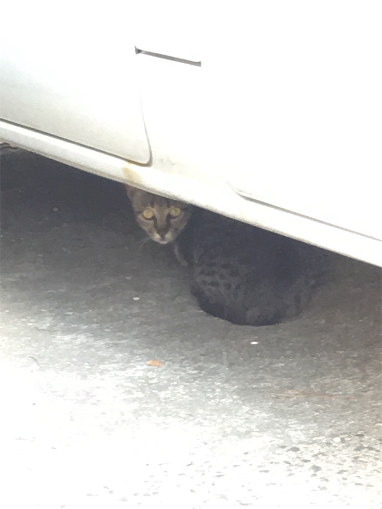 f:id:osakezukideotakunaocchan:20180821100954j:image