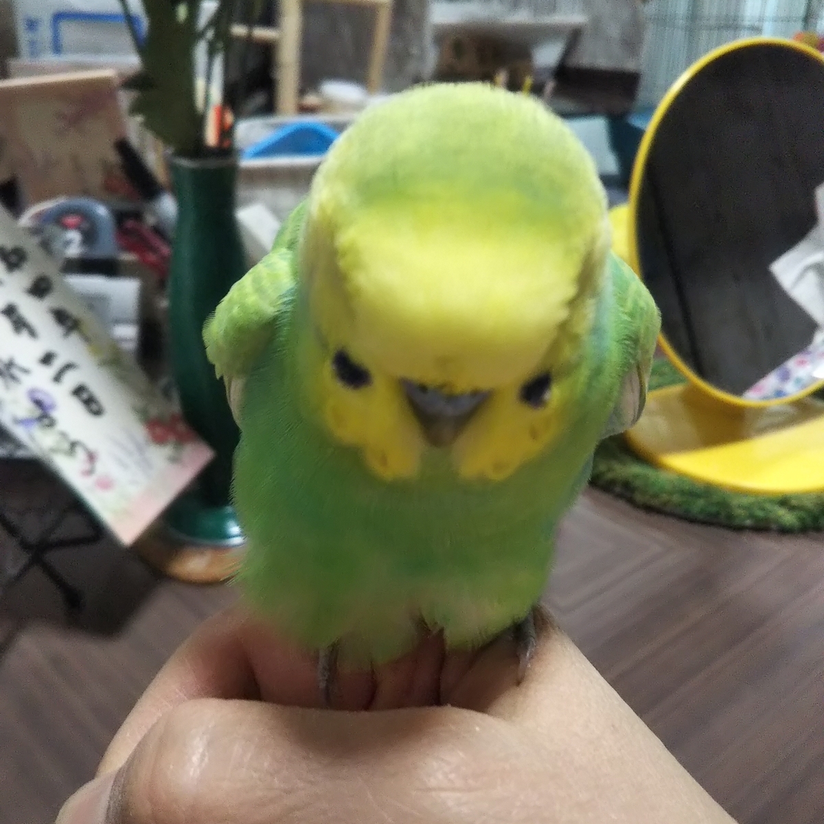 f:id:osalchang:20220310095332j:plain