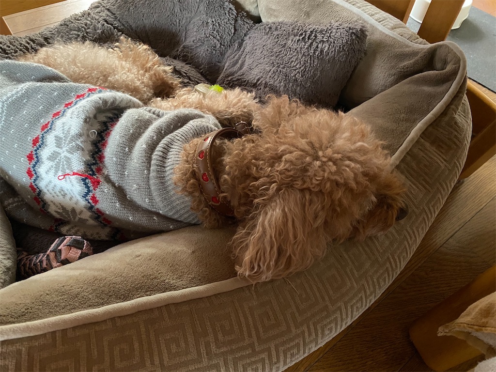 f:id:osamu-3:20191207180311j:image f:id:osamu-3:20191207180311j:image