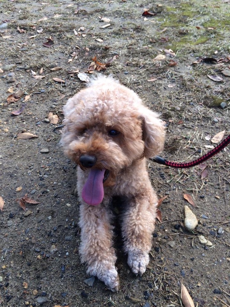 f:id:osamu-3:20191208180511j:image