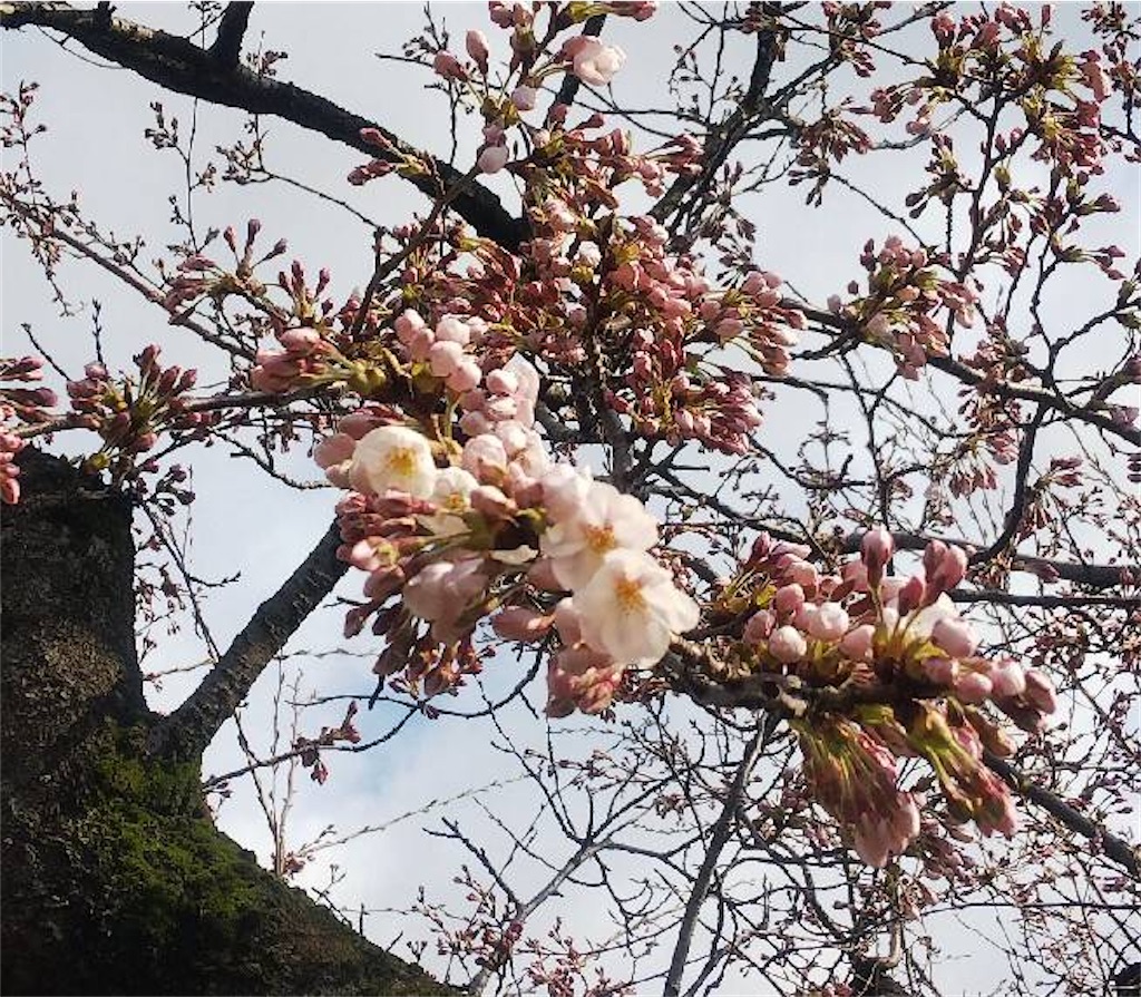 f:id:osamu-3:20200410175441j:image