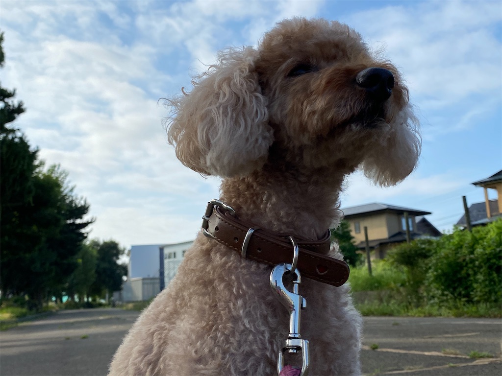 f:id:osamu-3:20200819165803j:image