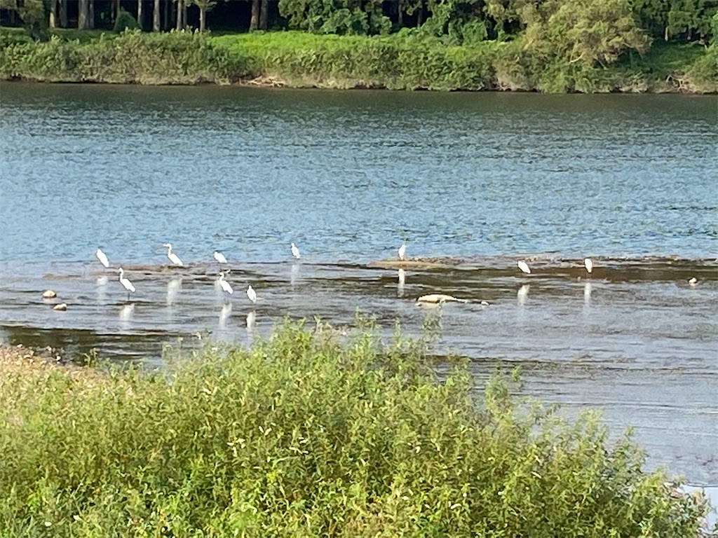 f:id:osamu-3:20201003164113j:image