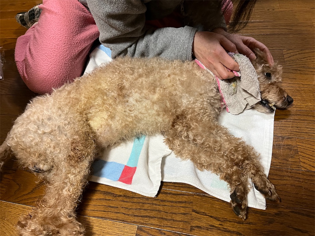 f:id:osamu-3:20230326094738j:image