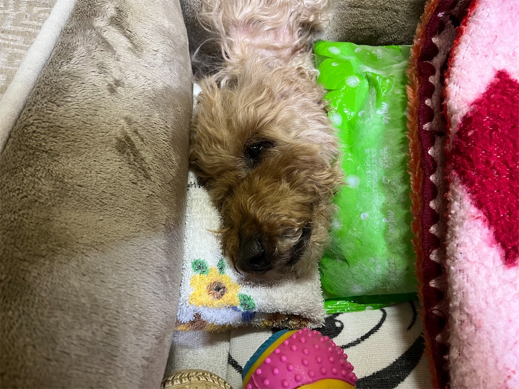 f:id:osamu-3:20230326100036j:image