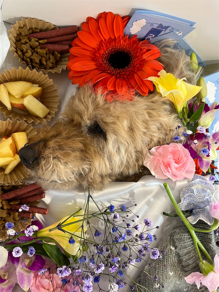 f:id:osamu-3:20230327145407j:image