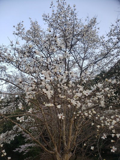 f:id:osamu-ok:20210327234642j:plain