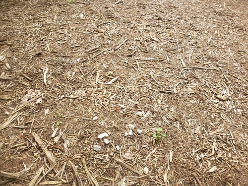 f:id:osamu-ok:20210628001904j:plain