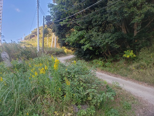 f:id:osamu-ok:20211113230935j:plain