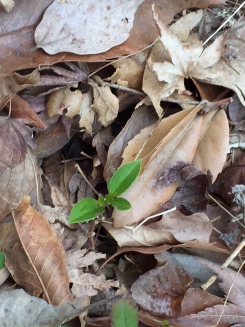 庭のシャリンバイの実生 Osamu0072の日記