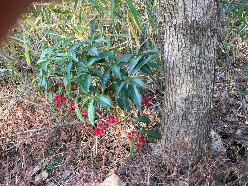 f:id:osamu0072:20190103130107j:image:w360:left