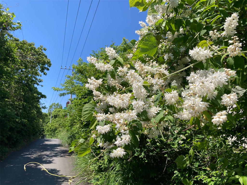 f:id:osamu0618:20260517130340j:image