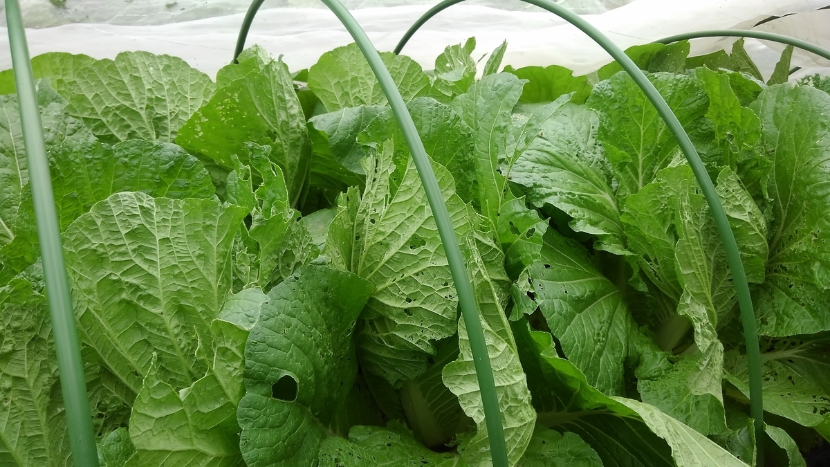 f:id:osamu60:20191013120501j:plain f:id:osamu60:20191013120501j:plain