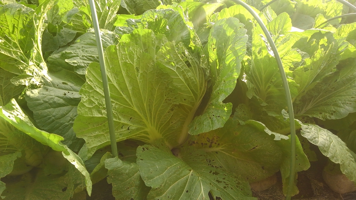 f:id:osamu60:20191020153610j:plain f:id:osamu60:20191020153610j:plain