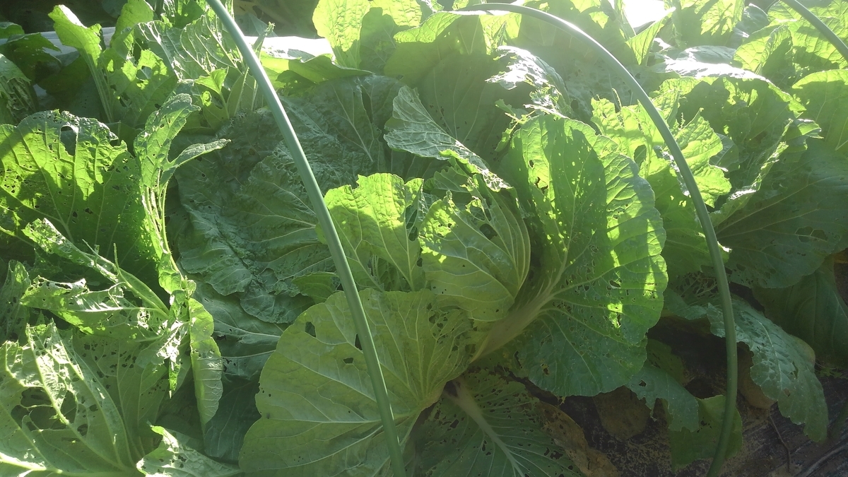 f:id:osamu60:20191028154136j:plain f:id:osamu60:20191028154136j:plain
