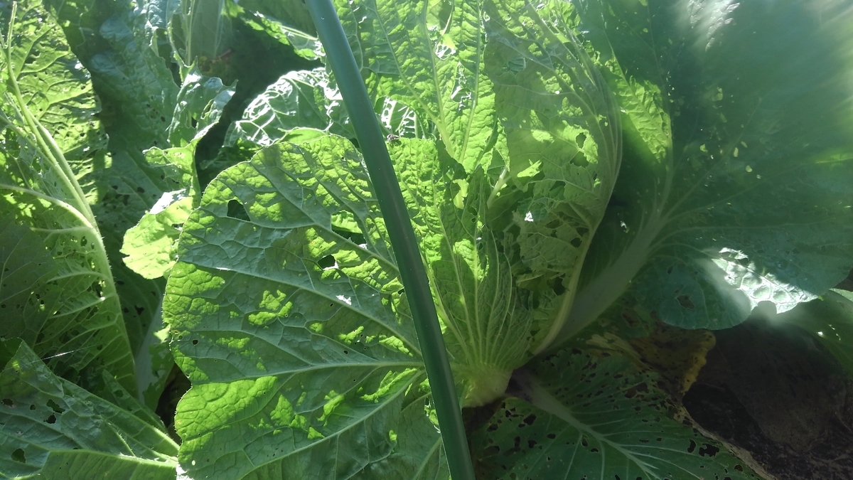 f:id:osamu60:20191105122413j:plain f:id:osamu60:20191105122413j:plain