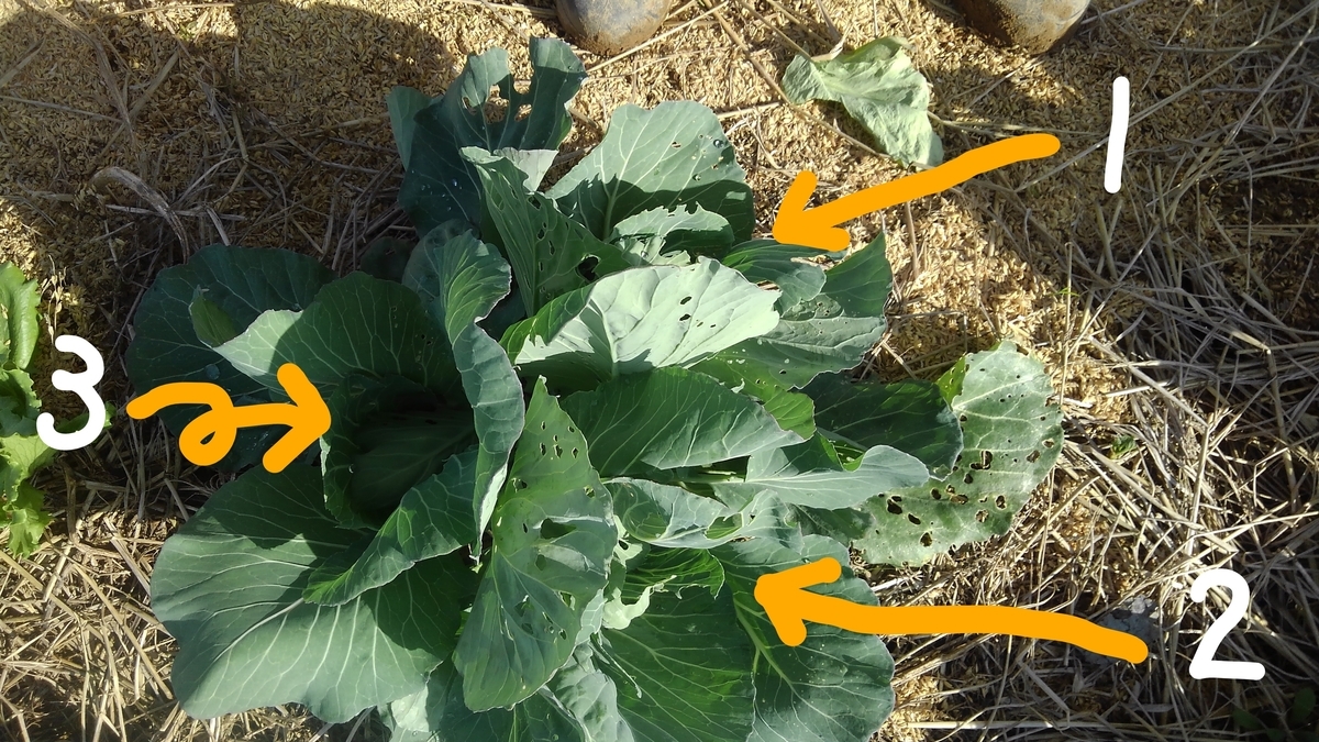 f:id:osamu60:20191114121515j:plain f:id:osamu60:20191114121515j:plain