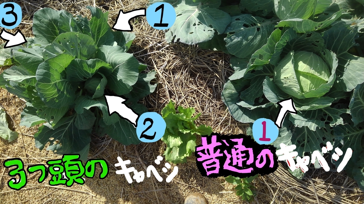 f:id:osamu60:20191114121625j:plain f:id:osamu60:20191114121625j:plain