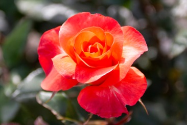 美しいオレンジ色の薔薇「プリンセス・ミチコ」