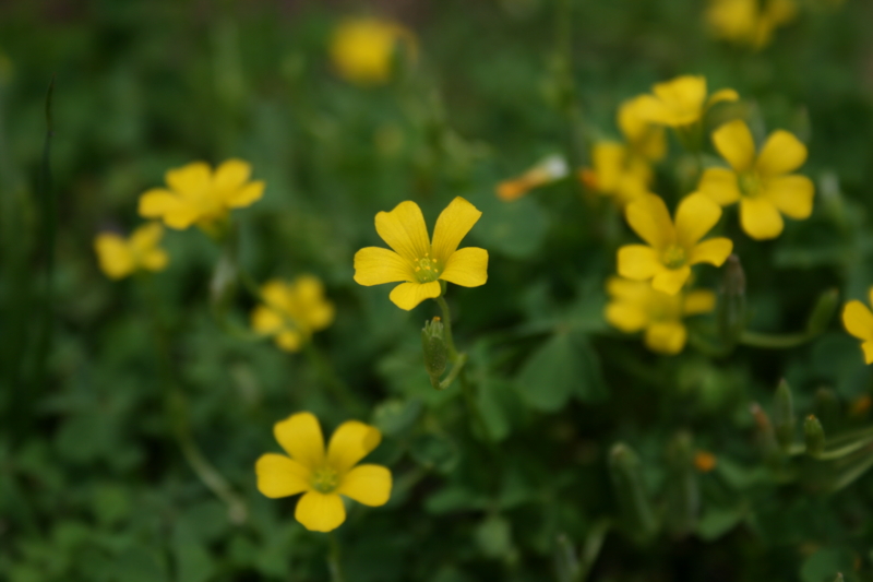 カタバミの花 わたしのおさんぽ季節だより