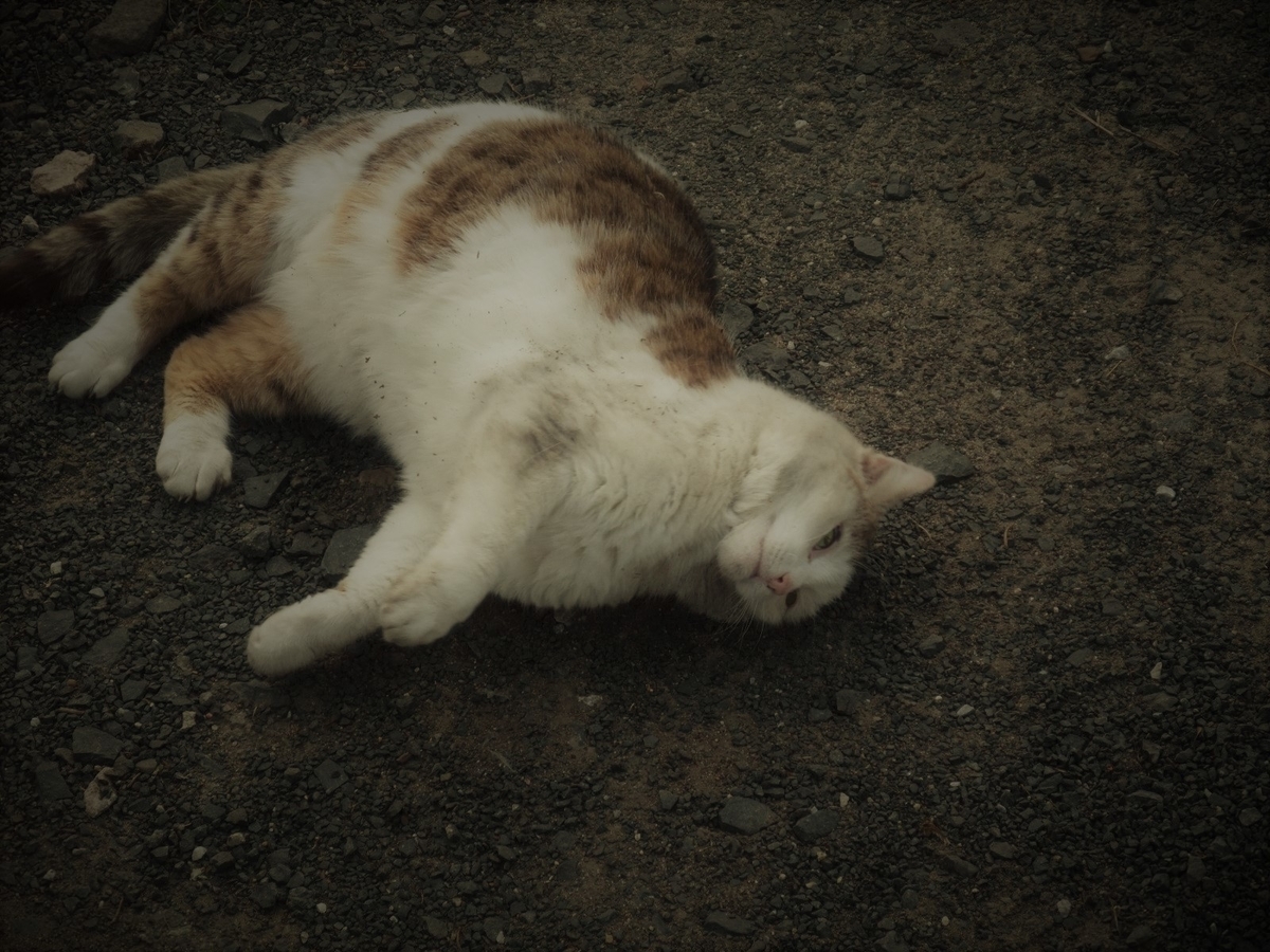 f:id:osanpowanko:20080404165756j:plain