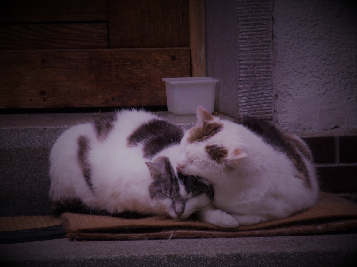 f:id:osanpowanko:20080512145124j:plain