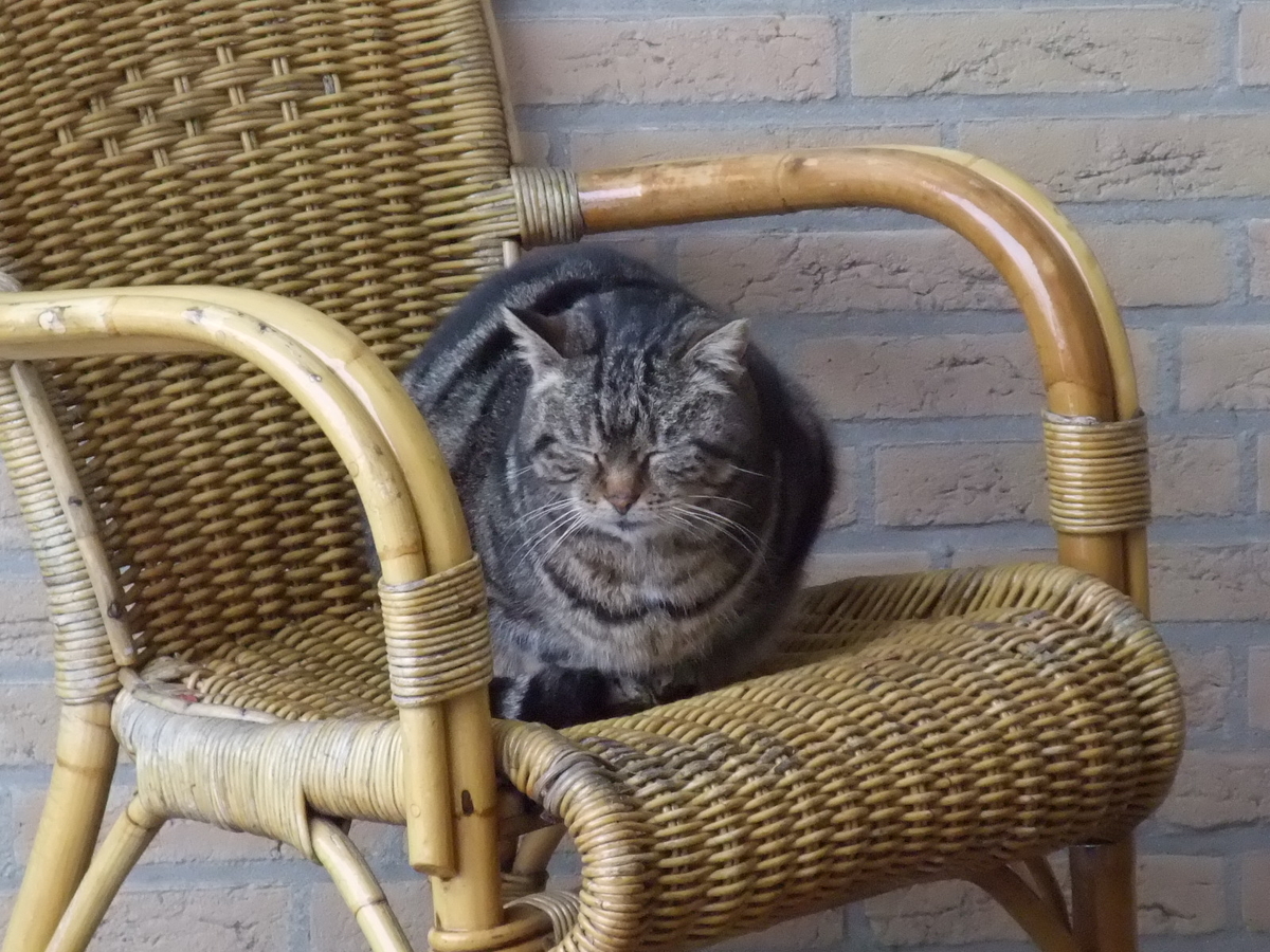 f:id:osanpowanko:20100204124145j:plain