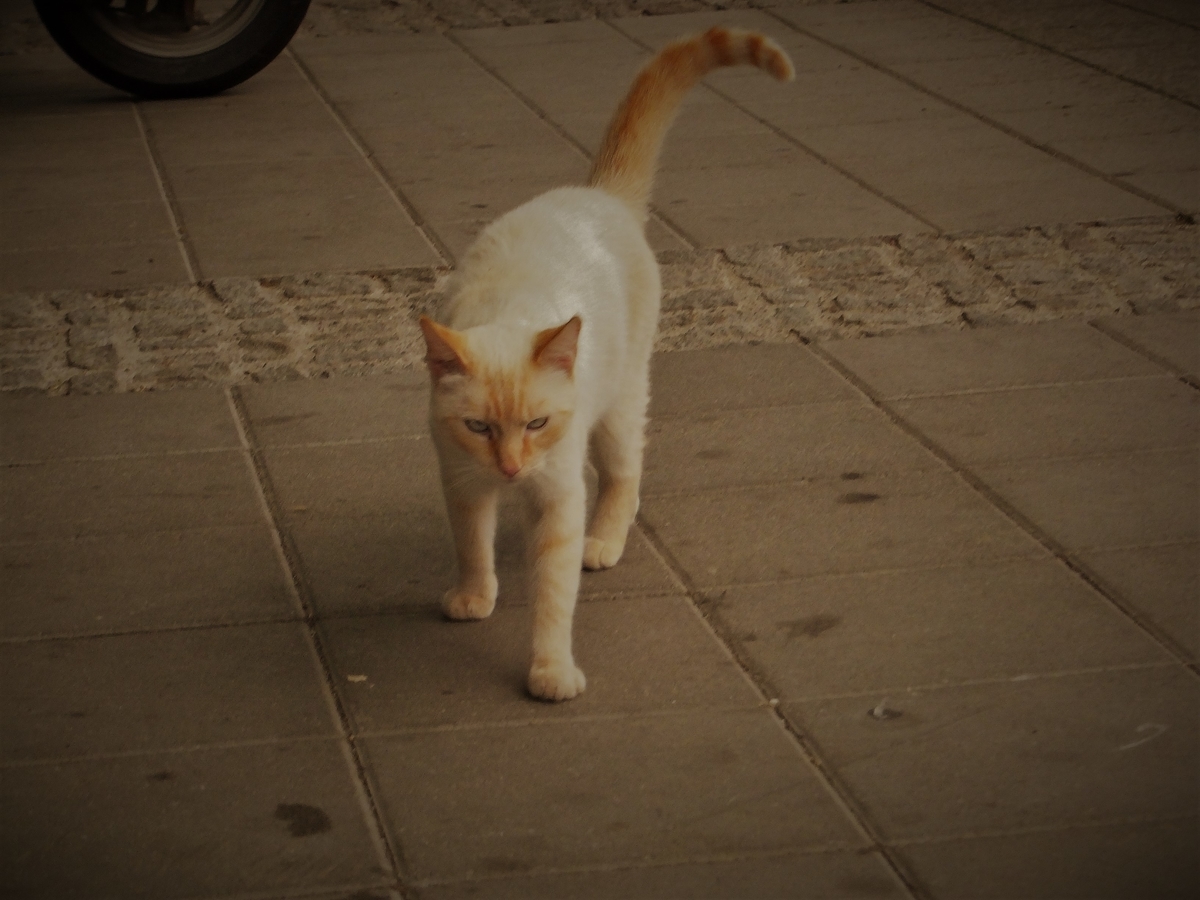 f:id:osanpowanko:20130828142946j:plain