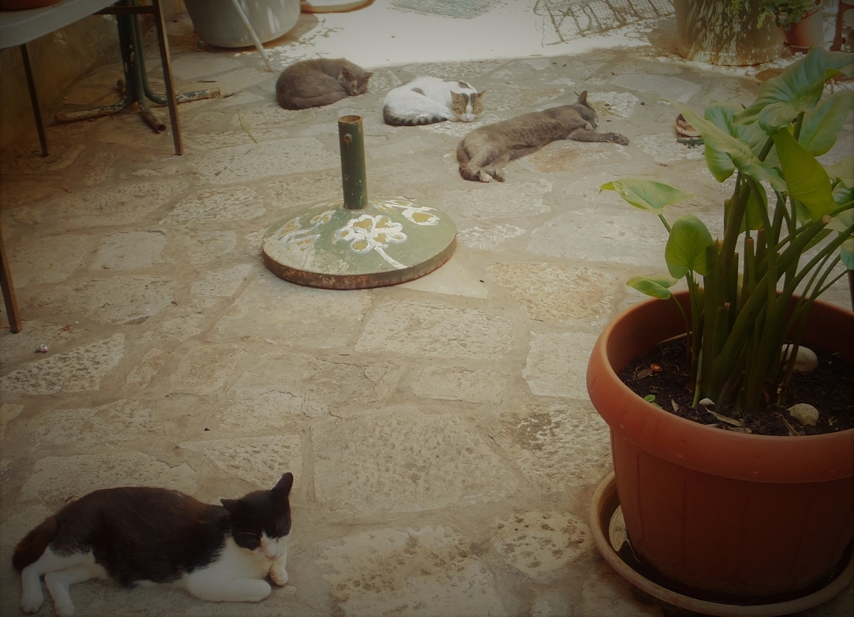 f:id:osanpowanko:20130830123112j:plain