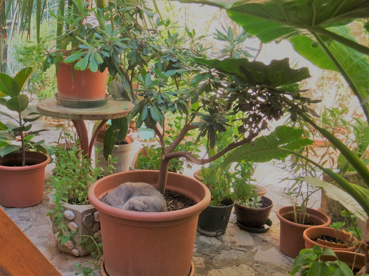 f:id:osanpowanko:20130830123223j:plain