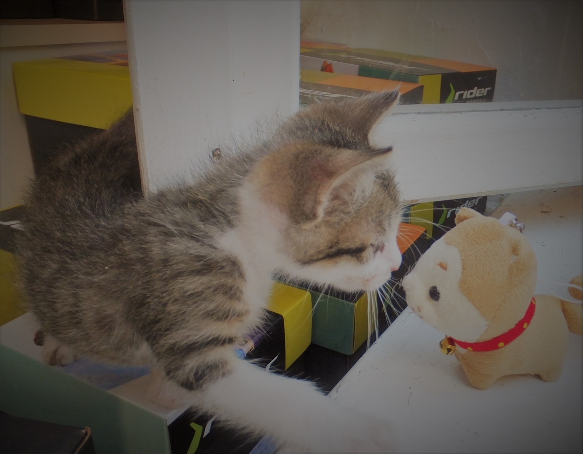 f:id:osanpowanko:20130831121841j:plain