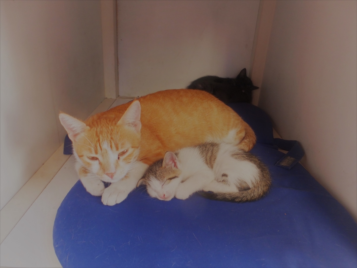 f:id:osanpowanko:20130903114722j:plain