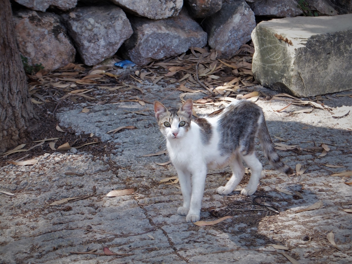 f:id:osanpowanko:20140823112706j:plain