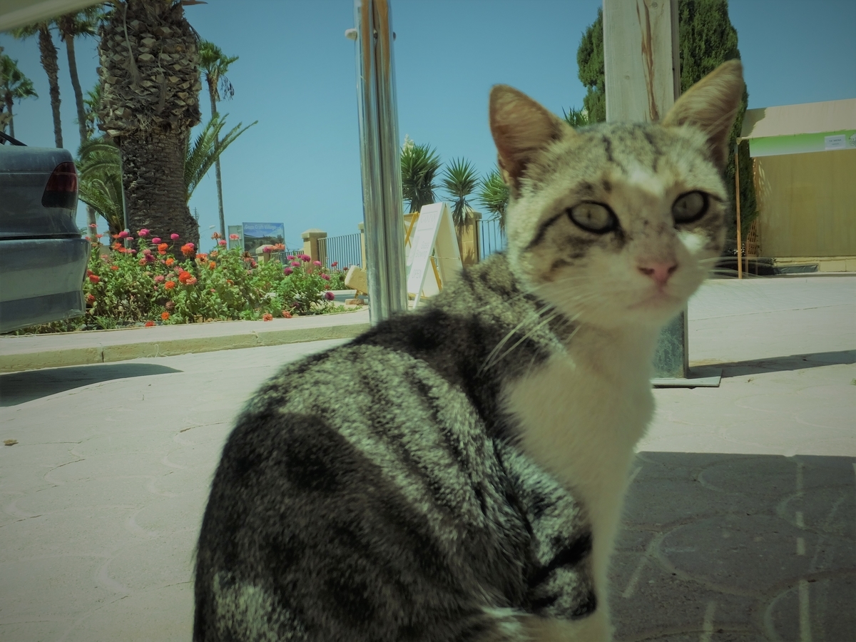 f:id:osanpowanko:20140824202527j:plain