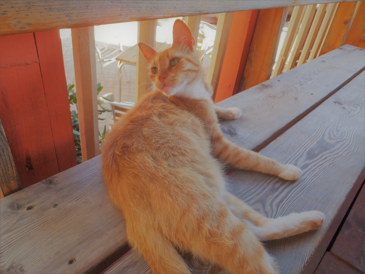 f:id:osanpowanko:20140826222054j:plain