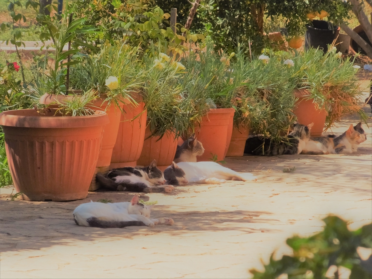 f:id:osanpowanko:20140906181925j:plain