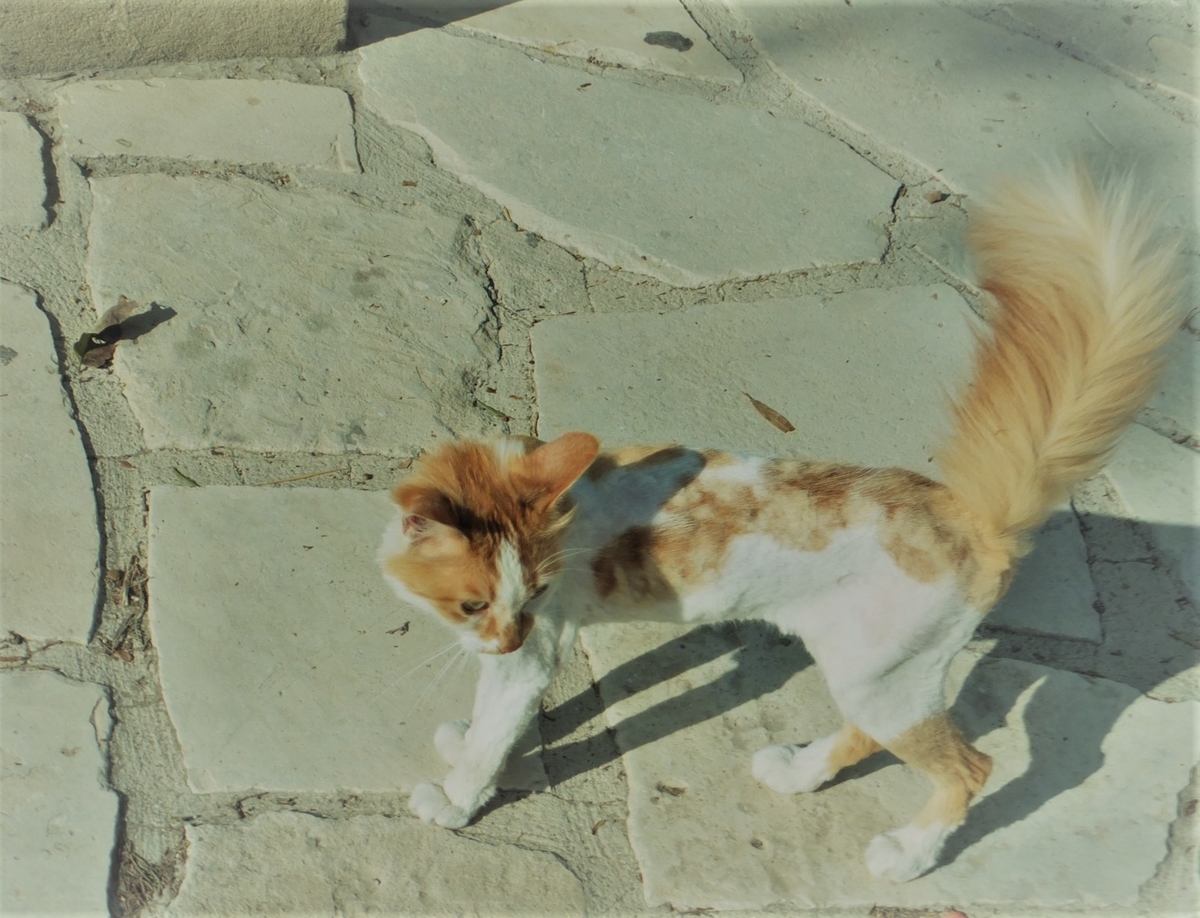 f:id:osanpowanko:20140909151924j:plain