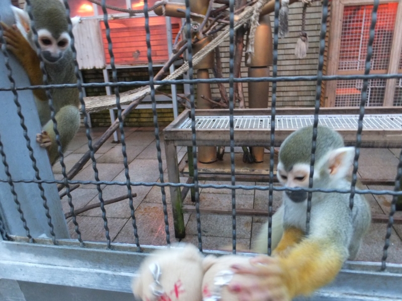 f:id:osanpowanko:20141223144215j:plain f:id:osanpowanko:20141223144215j:plain