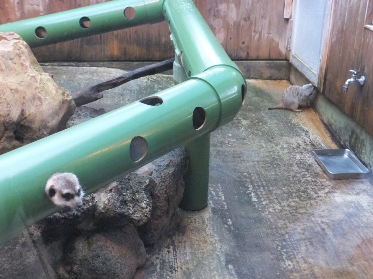 f:id:osanpowanko:20141223144321j:plain f:id:osanpowanko:20141223144321j:plain