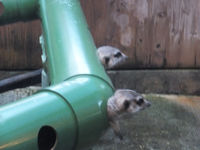 f:id:osanpowanko:20141223144332j:plain f:id:osanpowanko:20141223144332j:plain