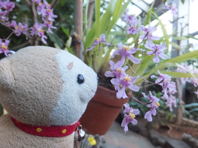 f:id:osanpowanko:20141223144923j:plain f:id:osanpowanko:20141223144923j:plain