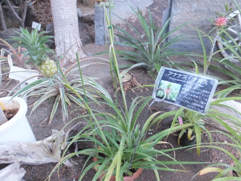 f:id:osanpowanko:20141223145124j:plain f:id:osanpowanko:20141223145124j:plain